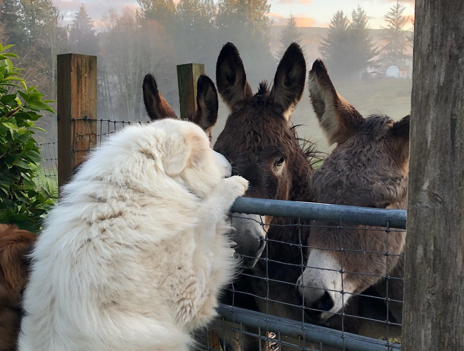 Dog and Donkeys nose to nose