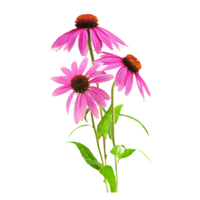 three echinacea flowers